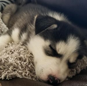 Meet your Posher, Diana